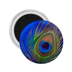 Blue Peacock Feather 2.25  Magnets