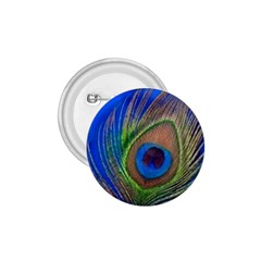 Blue Peacock Feather 1.75  Buttons