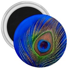 Blue Peacock Feather 3  Magnets