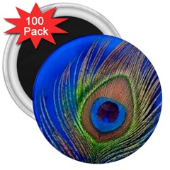 Blue Peacock Feather 3  Magnets (100 pack)