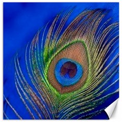 Blue Peacock Feather Canvas 12  x 12  