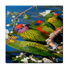 Beautifull Parrots Bird Tile Coasters by Nexatart