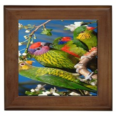 Beautifull Parrots Bird Framed Tiles by Nexatart