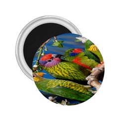 Beautifull Parrots Bird 2 25  Magnets by Nexatart