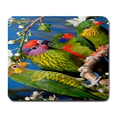 Beautifull Parrots Bird Large Mousepads by Nexatart