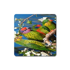 Beautifull Parrots Bird Square Magnet by Nexatart