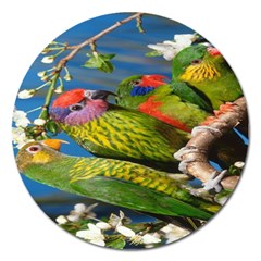 Beautifull Parrots Bird Magnet 5  (round) by Nexatart