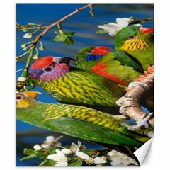 Beautifull Parrots Bird Canvas 8  X 10  by Nexatart