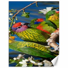 Beautifull Parrots Bird Canvas 12  X 16   by Nexatart