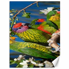 Beautifull Parrots Bird Canvas 36  X 48   by Nexatart