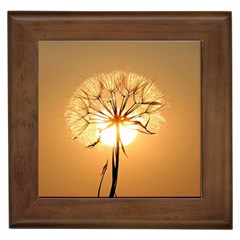 Dandelion Sun Dew Water Plants Framed Tiles by Nexatart