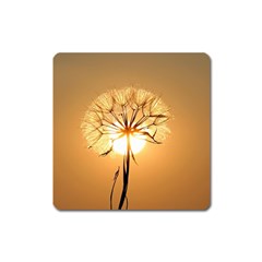 Dandelion Sun Dew Water Plants Square Magnet by Nexatart