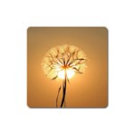 Dandelion Sun Dew Water Plants Square Magnet Front