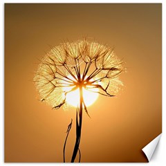 Dandelion Sun Dew Water Plants Canvas 20  X 20  