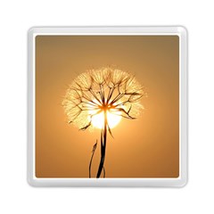 Dandelion Sun Dew Water Plants Memory Card Reader (square)  by Nexatart