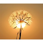 Dandelion Sun Dew Water Plants Deluxe Canvas 14  x 11  14  x 11  x 1.5  Stretched Canvas