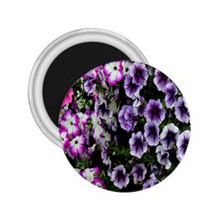 Flowers Blossom Bloom Plant Nature 2 25  Magnets