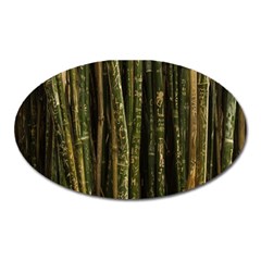 Green And Brown Bamboo Trees Oval Magnet by Nexatart