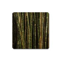 Green And Brown Bamboo Trees Square Magnet by Nexatart