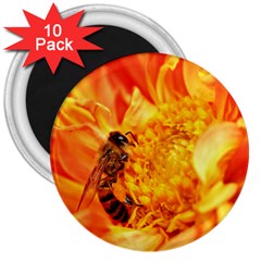 Honey Bee Takes Nectar 3  Magnets (10 Pack)  by Nexatart