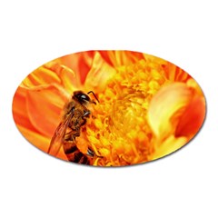 Honey Bee Takes Nectar Oval Magnet by Nexatart