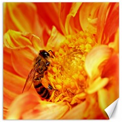 Honey Bee Takes Nectar Canvas 20  X 20   by Nexatart