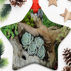 Plant Succulent Plants Flower Wood Ornament (star) by Nexatart