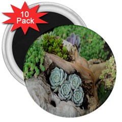 Plant Succulent Plants Flower Wood 3  Magnets (10 Pack)  by Nexatart