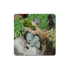 Plant Succulent Plants Flower Wood Square Magnet by Nexatart