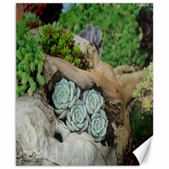 Plant Succulent Plants Flower Wood Canvas 8  X 10  by Nexatart