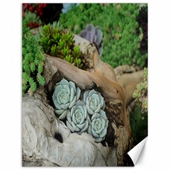 Plant Succulent Plants Flower Wood Canvas 12  X 16   by Nexatart