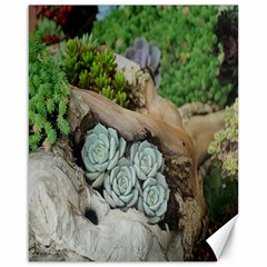 Plant Succulent Plants Flower Wood Canvas 16  X 20   by Nexatart