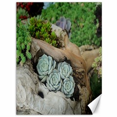 Plant Succulent Plants Flower Wood Canvas 36  X 48   by Nexatart