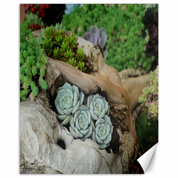 Plant Succulent Plants Flower Wood Canvas 11  x 14  