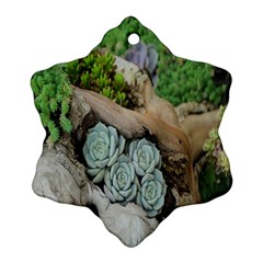 Plant Succulent Plants Flower Wood Ornament (snowflake) by Nexatart