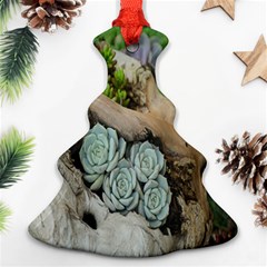 Plant Succulent Plants Flower Wood Ornament (christmas Tree)  by Nexatart