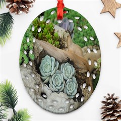 Plant Succulent Plants Flower Wood Ornament (oval Filigree) by Nexatart