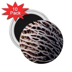 Seed Worn Lines Close Macro 2 25  Magnets (10 Pack)  by Nexatart