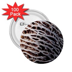 Seed Worn Lines Close Macro 2 25  Buttons (100 Pack)  by Nexatart