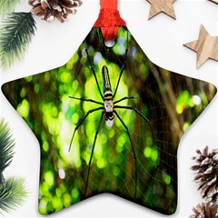 Spider Spiders Web Spider Web Ornament (star) by Nexatart