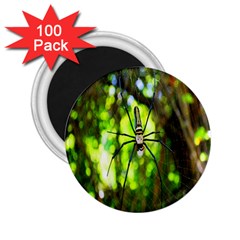 Spider Spiders Web Spider Web 2 25  Magnets (100 Pack)  by Nexatart