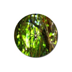 Spider Spiders Web Spider Web Magnet 3  (round) by Nexatart