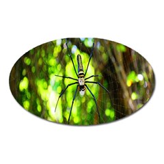 Spider Spiders Web Spider Web Oval Magnet by Nexatart