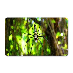 Spider Spiders Web Spider Web Magnet (rectangular) by Nexatart