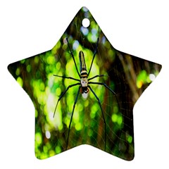 Spider Spiders Web Spider Web Star Ornament (two Sides) by Nexatart