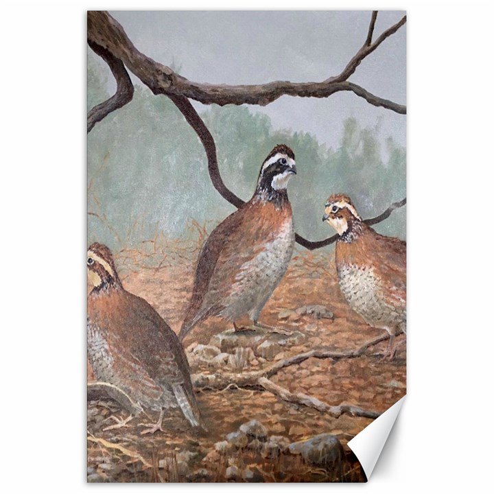 Bob White Quail Canvas 20  x 30  