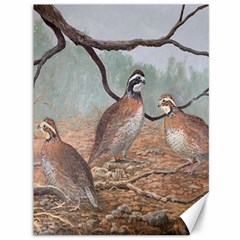 Bob White Quail Canvas 36  x 48  