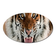 Tiger  Oval Magnet