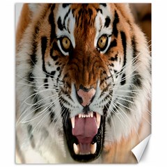 Tiger  Canvas 20  x 24  