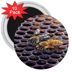 Worker Bees On Honeycomb 3  Magnets (10 Pack)  by Nexatart